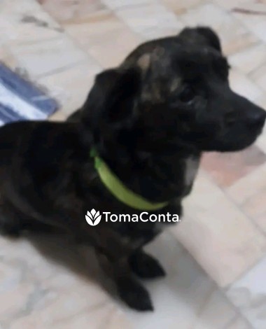 Passeador de cães