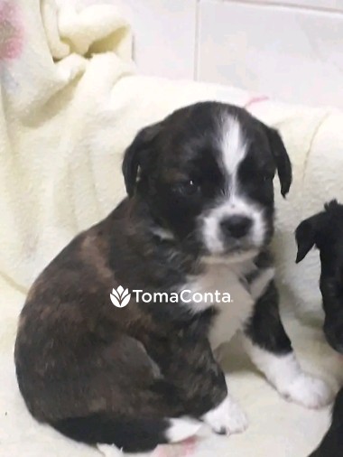 Passeador de cães