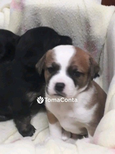 Passeador de cães