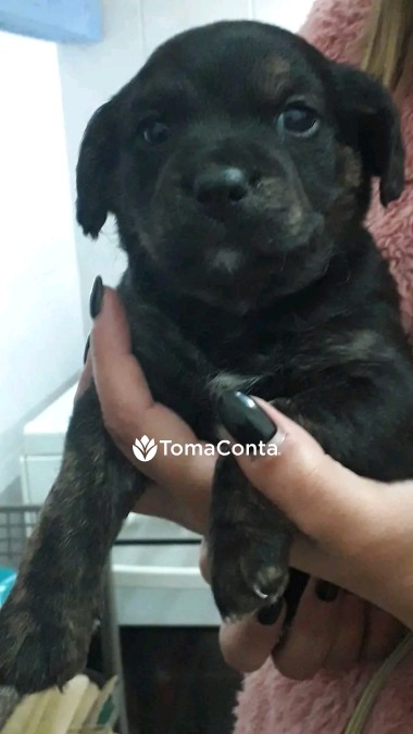 Passeador de cães