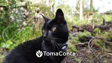 Pet Sitting e Pet Walking