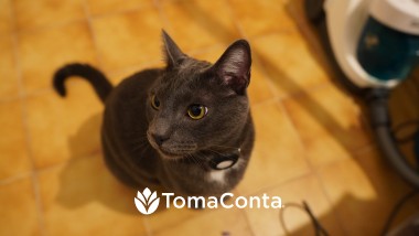Pet Sitting e Pet Walking