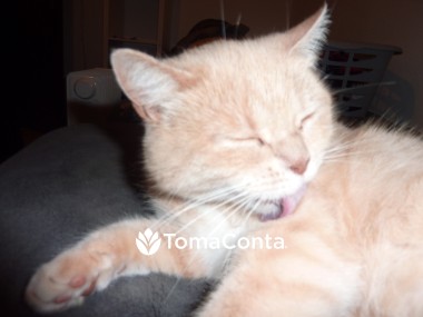 Pet Sitting e Pet Walking
