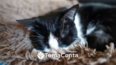 Pet Sitting e Pet Walking