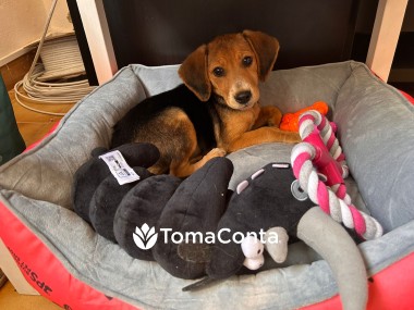 Pet Sitting e Pet Walking