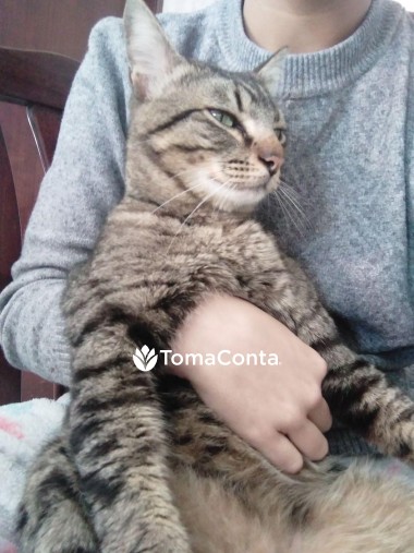 Care for pets in Lisbon! ≽^•⩊•^≼