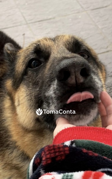 🐾 Patas Felizes – Cuidados com Carinho para o seu Melhor Amigo 🐾