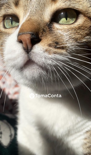 🐾 Patas Felizes – Cuidados com Carinho para o seu Melhor Amigo 🐾