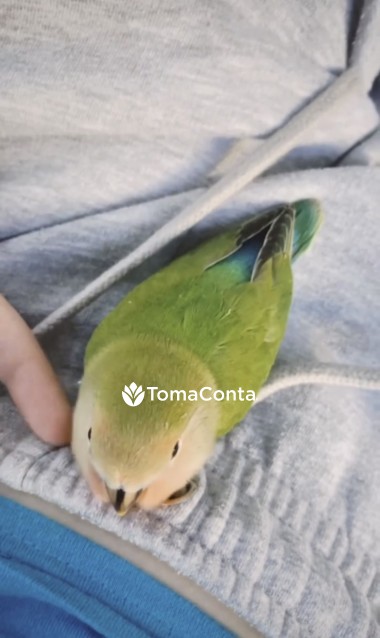 🐾 Patas Felizes – Cuidados com Carinho para o seu Melhor Amigo 🐾