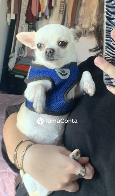 🐾 Patas Felizes – Cuidados com Carinho para o seu Melhor Amigo 🐾
