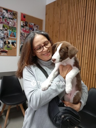 Dog Sitting profissional com enfoque no bem-estar e comportamento canino