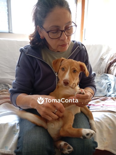 Dog Sitting profissional com enfoque no bem-estar e comportamento canino