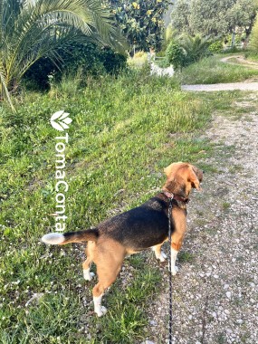 Santa Cruz _ DogWalking🦮