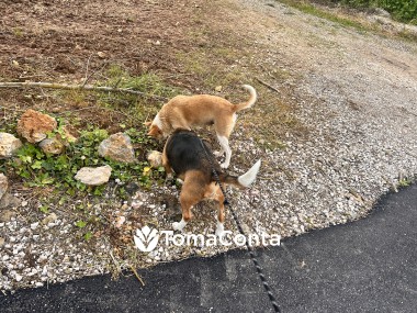 Santa Cruz _ DogWalking🦮