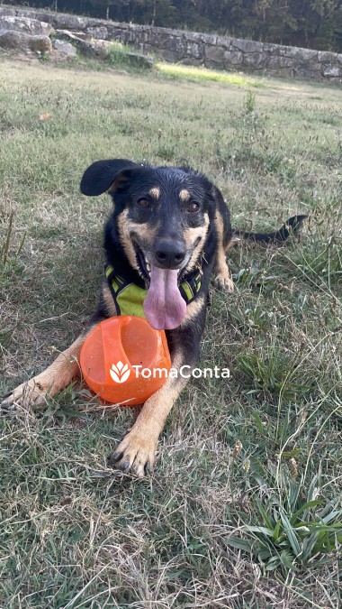 Dog walk e Pet Sitting - Gondomar e região 