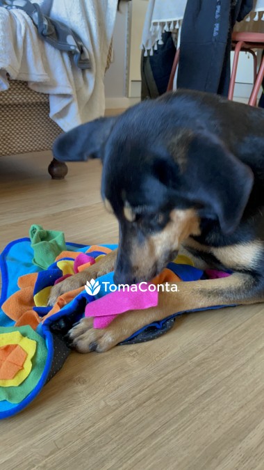 Dog walk e Pet Sitting - Gondomar e região 
