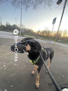 Dog walk e pet sitting - Gondomar e região 