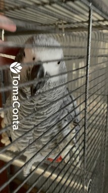 Dog walk e pet sitting - Gondomar e região 