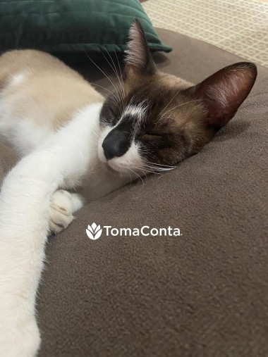 Dog walk e pet sitting - Gondomar e região 