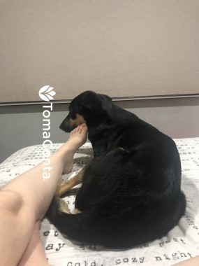 Dog walk e pet sitting - Gondomar e região 