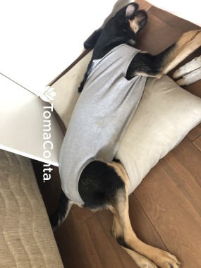 Dog walk e pet sitting - Gondomar e região 