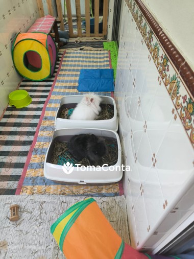 Cat sitter - Fabipetcare