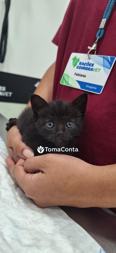 Cat sitter - Fabipetcare