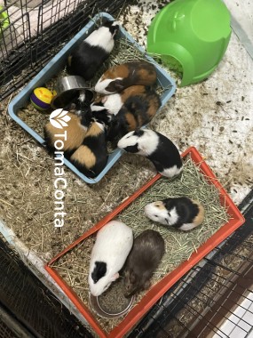 Cat sitter - Fabipetcare