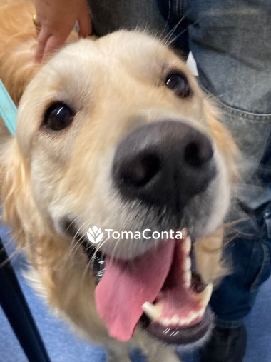 Dog sitting and dogwalking - Fabipetcare
