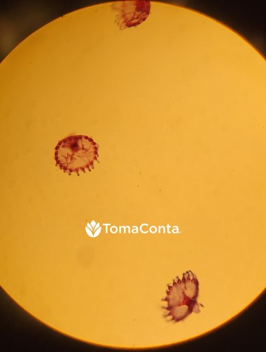 Explicações de Biologia (Ensino Secundário e Superior) por Bióloga Licenciada