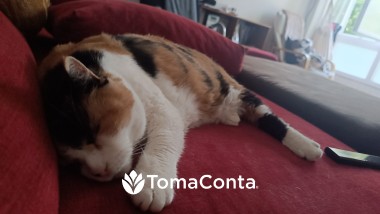 Pet sitting / Apoio Domiciliário