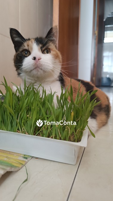 Pet sitting / Apoio Domiciliário
