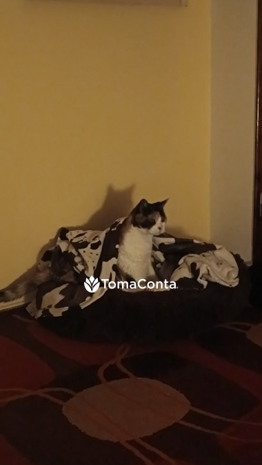 Pet sitting / Apoio Domiciliário