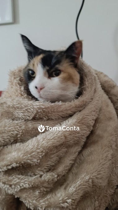 Pet sitting / Apoio Domiciliário