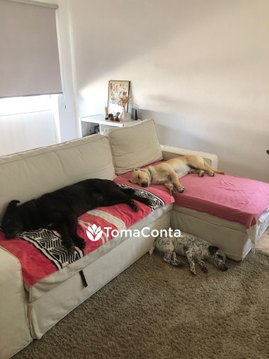 Petsitting em Mafra, Ericeira e Sintra – Cuido do seu cão como família