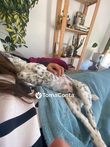 Petsitting em Mafra, Ericeira e Sintra – Cuido do seu cão como família