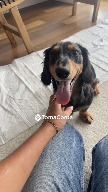 Pet Sitting Porto