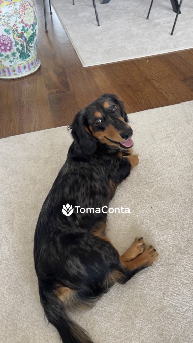 Pet Sitting Porto