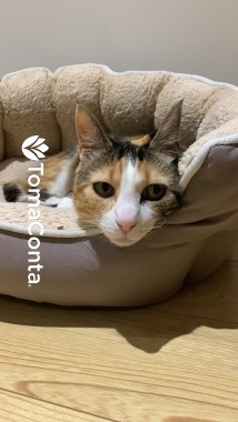 Pet Sitting Torres Vedras