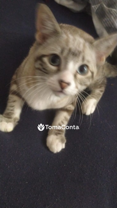 Sua pet sitter em Lisboa