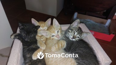 Pet Sitting