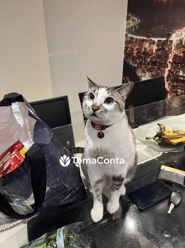Amor e Cuidado para o Seu Pet