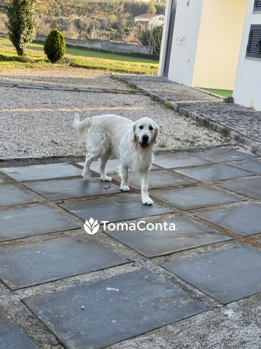 Amor e Cuidado para o Seu Pet