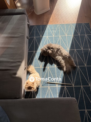 Amor e Cuidado para o Seu Pet