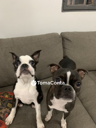 Amor e Cuidado para o Seu Pet