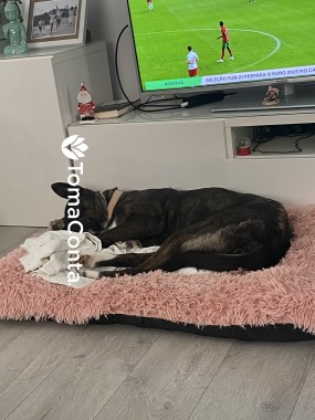 Cuido do seu patudo com carinho e responsabilidade