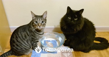 Pet sitting