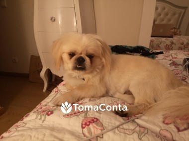 Procuro oportunidades de trabalho de pet-sitting para tomar conta dos nossos companheiros peludos