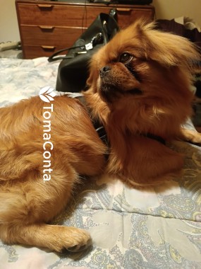 Procuro oportunidades de trabalho de pet-sitting para tomar conta dos nossos companheiros peludos
