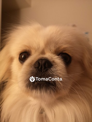 Procuro oportunidades de trabalho de pet-sitting para tomar conta dos nossos companheiros peludos